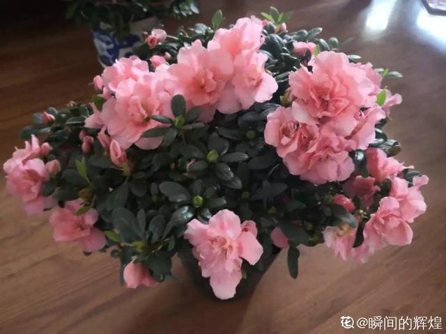 这花公认难养，买回家没开两天，叶子发黄全都往下掉
