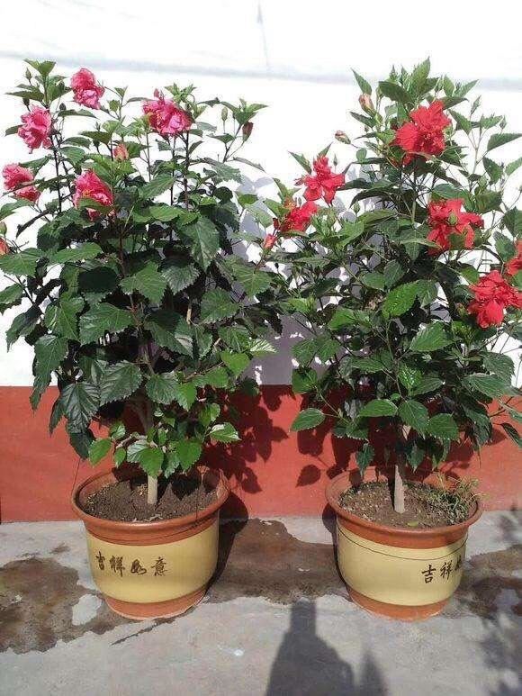养扶桑花，记住1个“种植技巧”，花朵又大又美，冬天也能开花