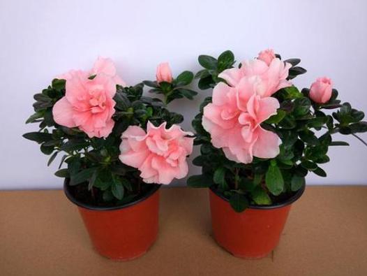 如何养护四季杜鹃？4个妙招让它花开茂盛，植株越长越旺