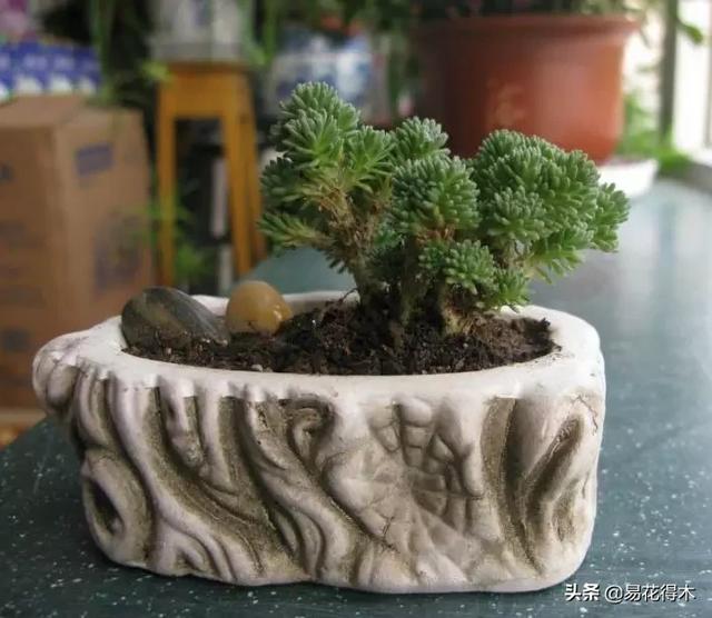 多肉球松是制作微型盆景的优质素材，如何制作养护？