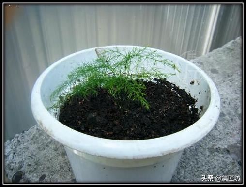 文竹盆景养护技巧：纤枝却见松竹骨，唯有文竹雅人心