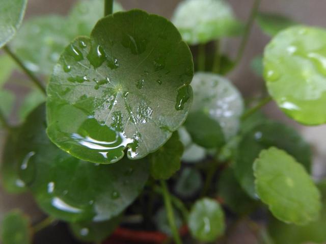 懂花的人不会错过的3个品种，花期长花量大，养在家里就是赚
