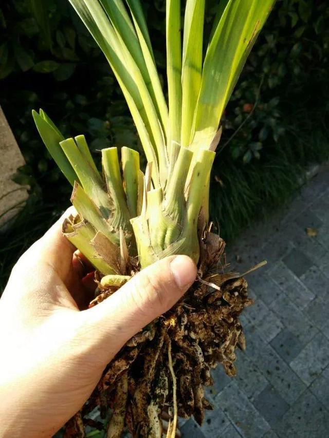 大花蕙兰不能放这养，越长颜色越多淡，还会掉花苞
