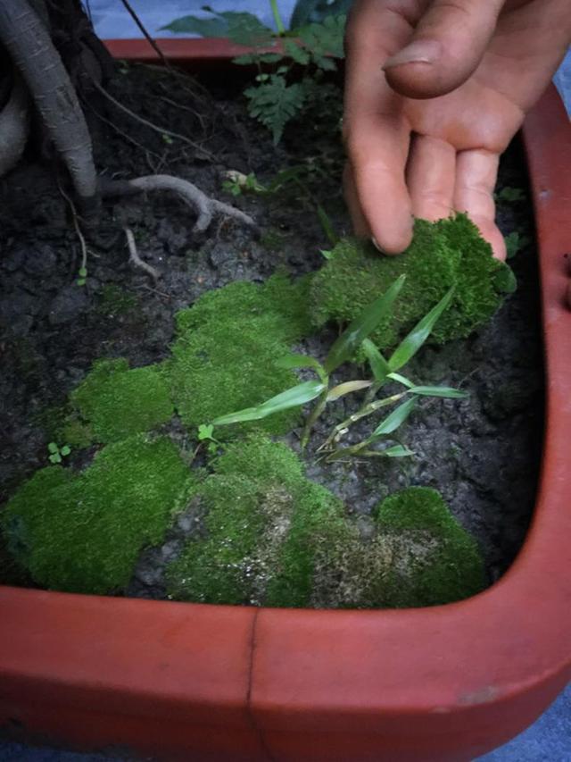 不用花钱就可以培植出各种形状的青苔盆景