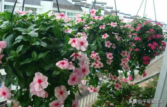 春天家里必备3种“吊篮花”，根系壮、枝叶茂，开花繁多，很不错