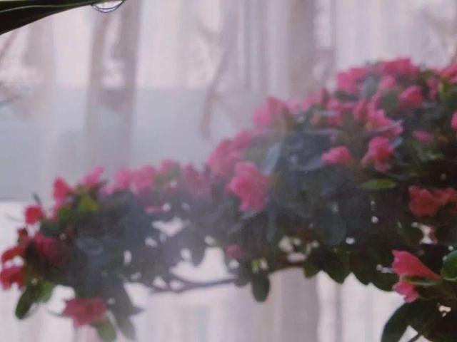 这花公认难养，买回家没开两天，叶子发黄全都往下掉