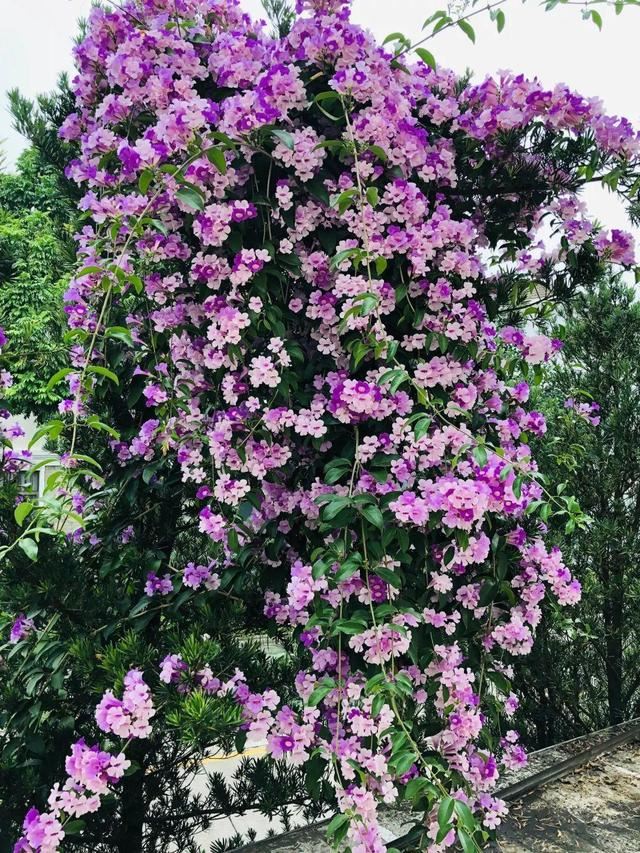 春天一到，铁线莲开始窜新芽，教你一招，阳台成花园