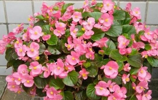 在家如何管理盆栽海棠？多注意5方面，植株长得旺、四季开花