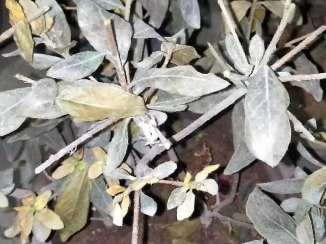 这花公认难养，买回家没开两天，叶子发黄全都往下掉