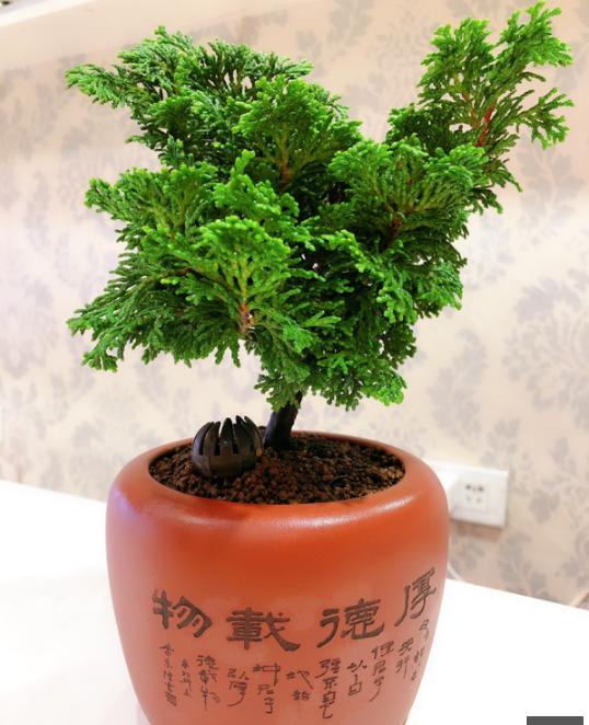 修剪盆景的最佳时期到了，狠心剪几刀，造型精致上档次