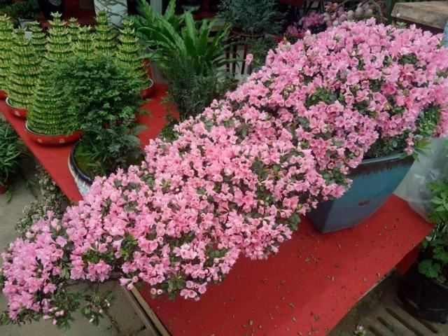 这花公认难养，买回家没开两天，叶子发黄全都往下掉