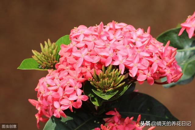 错把龙船花认成了绣球，买回家才发现，比绣球还好养