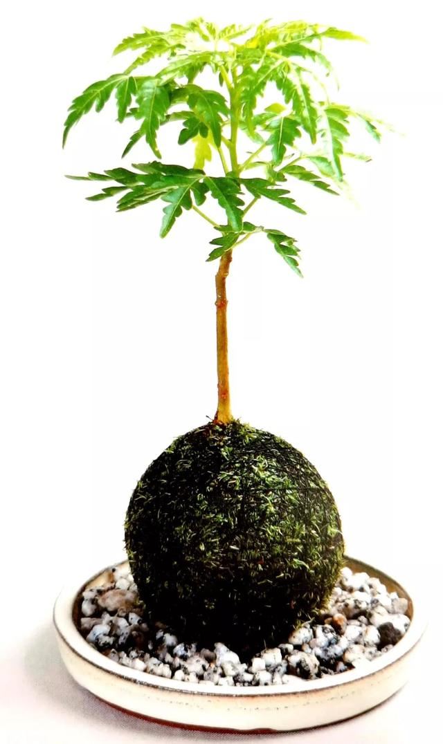 苔藓新玩法，无需花盆，制作完成后摆放在器皿上观赏