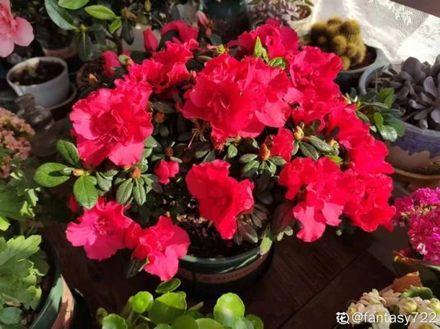 这花公认难养，买回家没开两天，叶子发黄全都往下掉