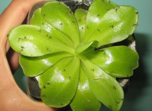 淘米水浇花烂根？直接浇盆里“大错特错”，提前做“2步”最好