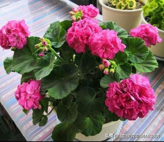 园土栽培花卉植物，用什么方法避免土壤板呢？