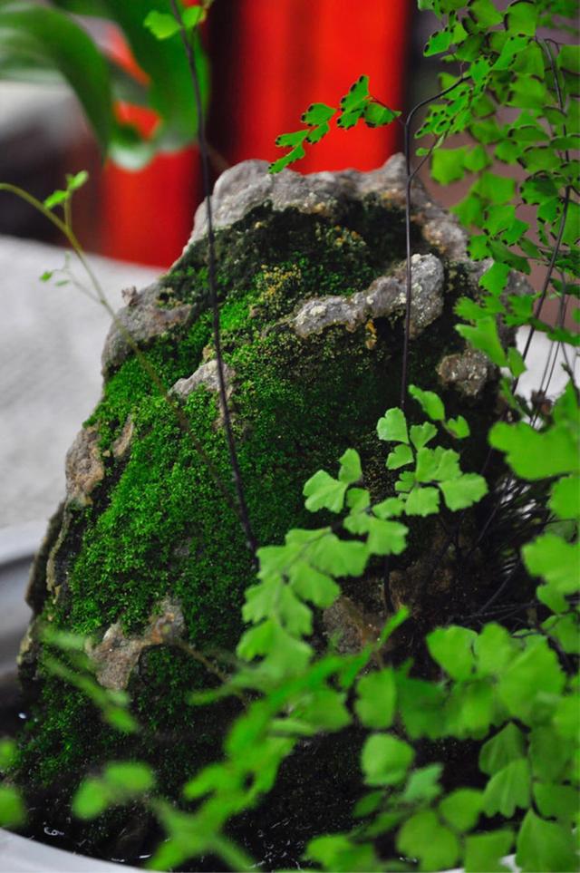 不用花钱就可以培植出各种形状的青苔盆景