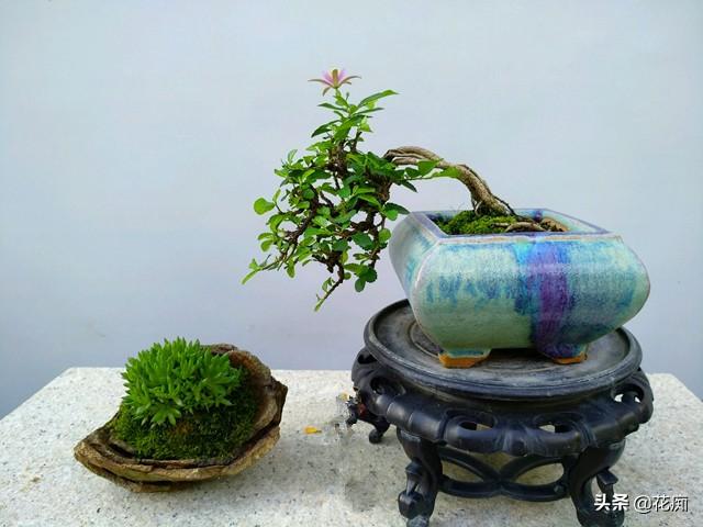养不好睡莲，就养一盆睡莲木，好看好养，四季花开不断
