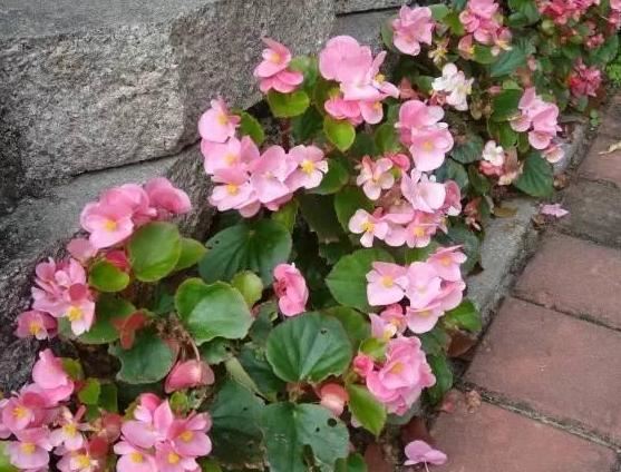 在家如何管理盆栽海棠？多注意5方面，植株长得旺、四季开花