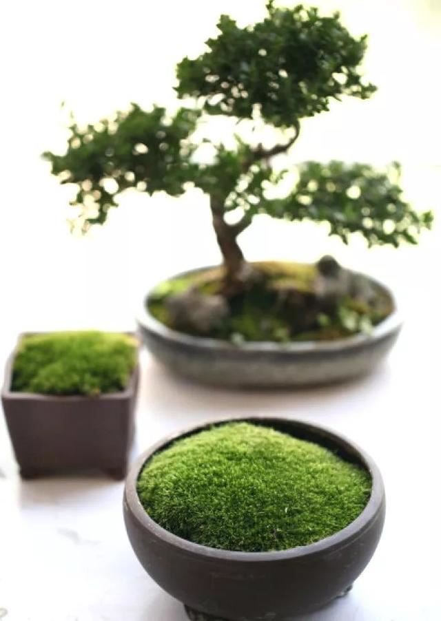 苔藓新玩法，无需花盆，制作完成后摆放在器皿上观赏