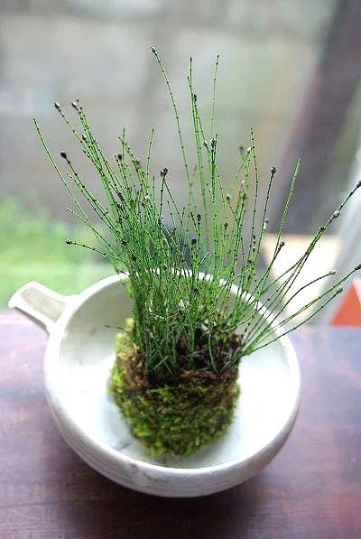 苔藓新玩法，无需花盆，制作完成后摆放在器皿上观赏