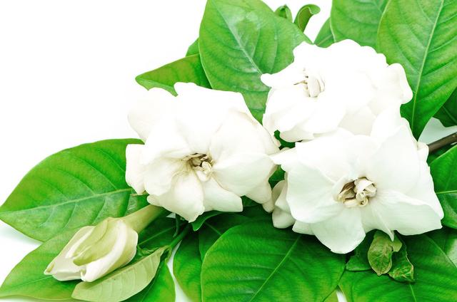 一盆美丽的栀子花盆栽原来是这样养出来的，你知道多少？