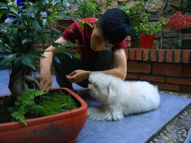 不用花钱就可以培植出各种形状的青苔盆景