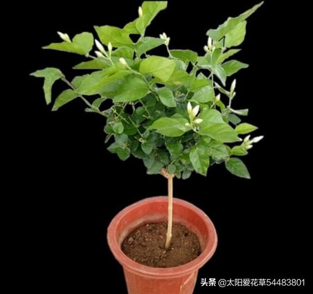 园土栽培花卉植物，用什么方法避免土壤板呢？