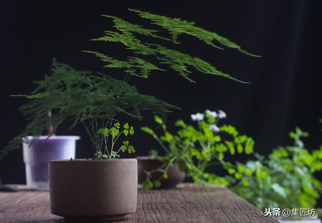 文竹盆景养护技巧：纤枝却见松竹骨，唯有文竹雅人心