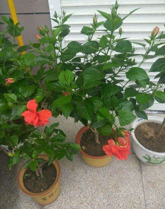 养扶桑花，记住1个“种植技巧”，花朵又大又美，冬天也能开花