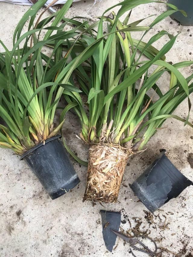 大花蕙兰不能放这养，越长颜色越多淡，还会掉花苞