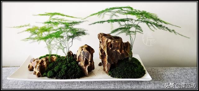 文竹盆景养护技巧：纤枝却见松竹骨，唯有文竹雅人心
