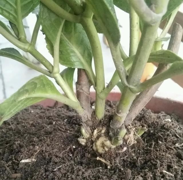 养盆绣球花，夏天赏花、冬天观叶，做好5点，满盆都是大花苞