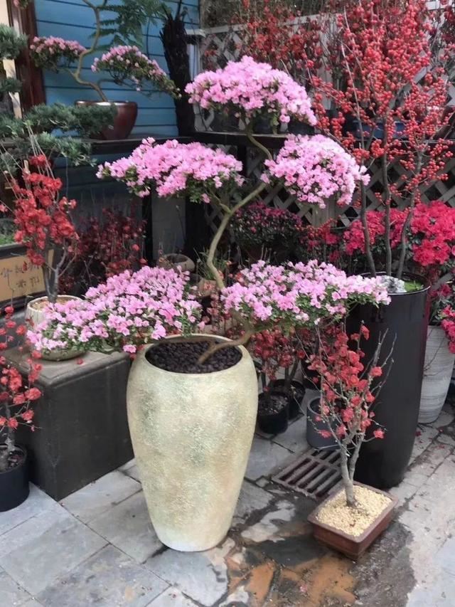 这花公认难养，买回家没开两天，叶子发黄全都往下掉