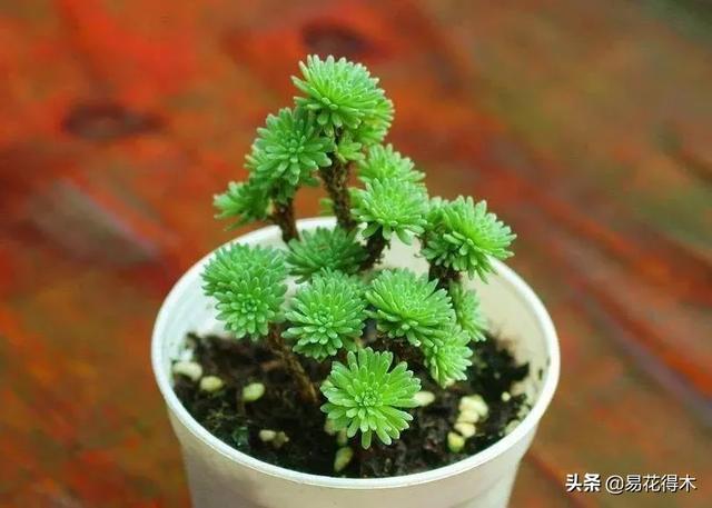 多肉球松是制作微型盆景的优质素材，如何制作养护？