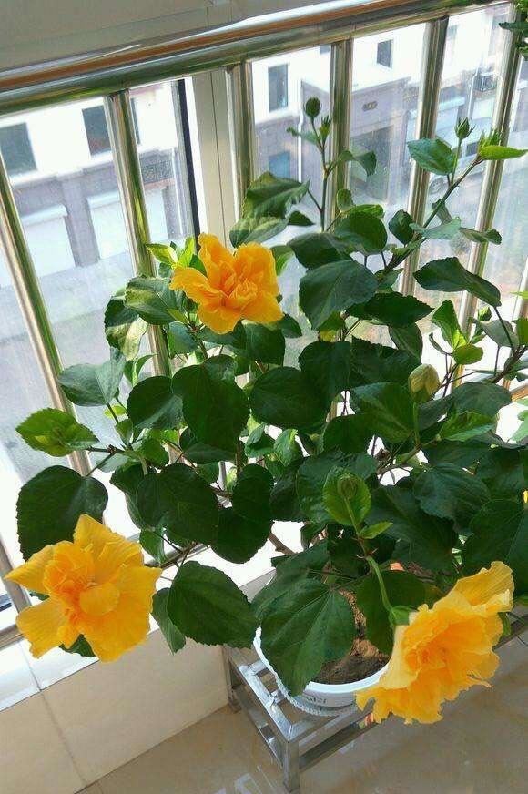 养扶桑花，记住1个“种植技巧”，花朵又大又美，冬天也能开花
