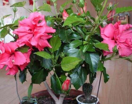 养扶桑花，记住1个“种植技巧”，花朵又大又美，冬天也能开花