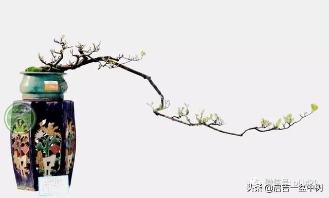 做一盆芳香满屋的栀子盆景