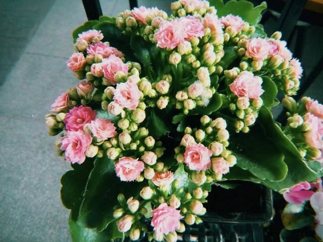懂花的人不会错过的3个品种，花期长花量大，养在家里就是赚