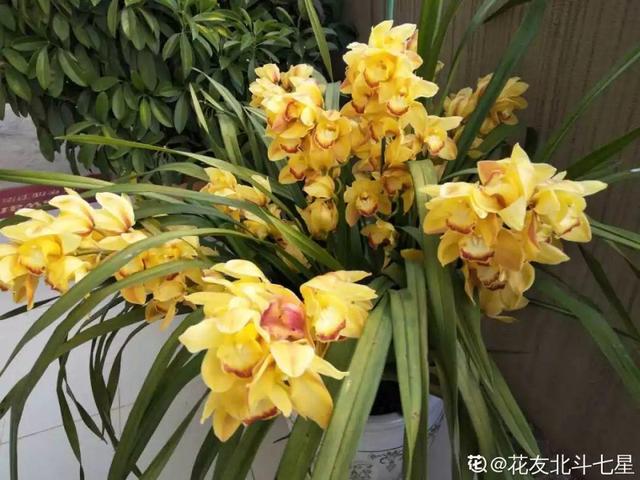 大花蕙兰不能放这养，越长颜色越多淡，还会掉花苞
