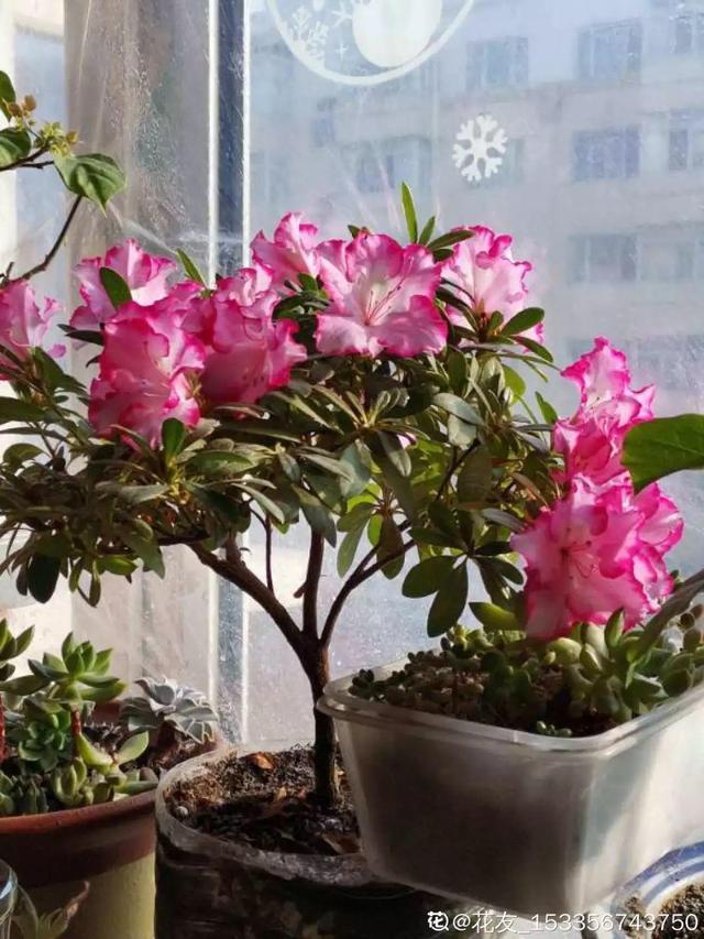 这花公认难养，买回家没开两天，叶子发黄全都往下掉