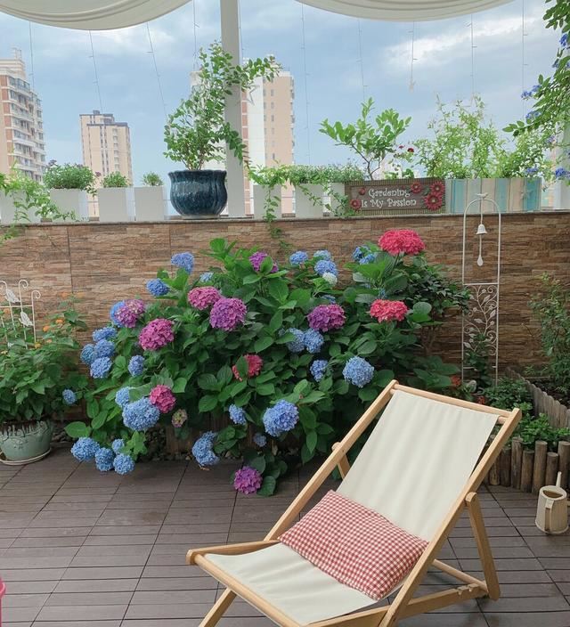 养盆绣球花，夏天赏花、冬天观叶，做好5点，满盆都是大花苞