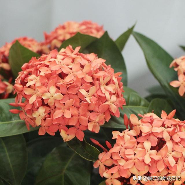 错把龙船花认成了绣球，买回家才发现，比绣球还好养