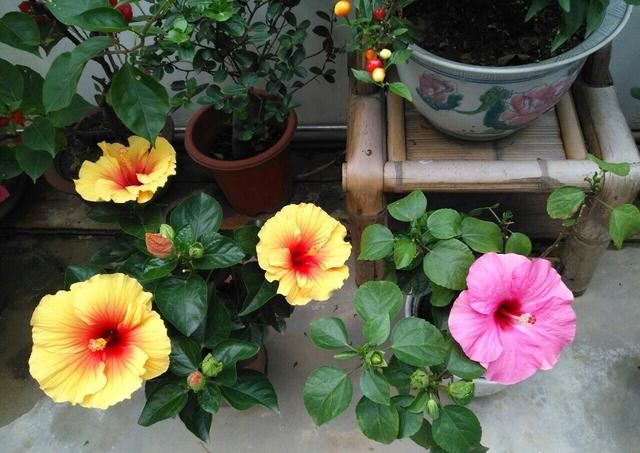 养扶桑花，记住1个“种植技巧”，花朵又大又美，冬天也能开花