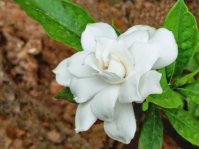 一盆美丽的栀子花盆栽原来是这样养出来的，你知道多少？