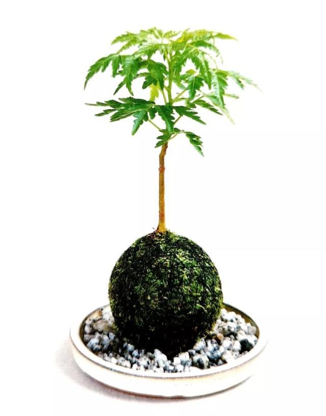 苔藓新玩法，无需花盆，制作完成后摆放在器皿上观赏
