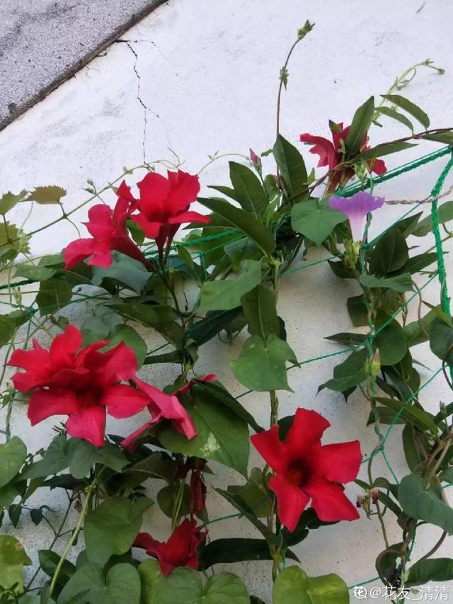 春天一到，铁线莲开始窜新芽，教你一招，阳台成花园