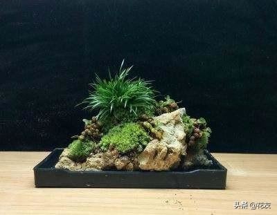 石斛+吸水石=盆景，随手打造惬意小资情调