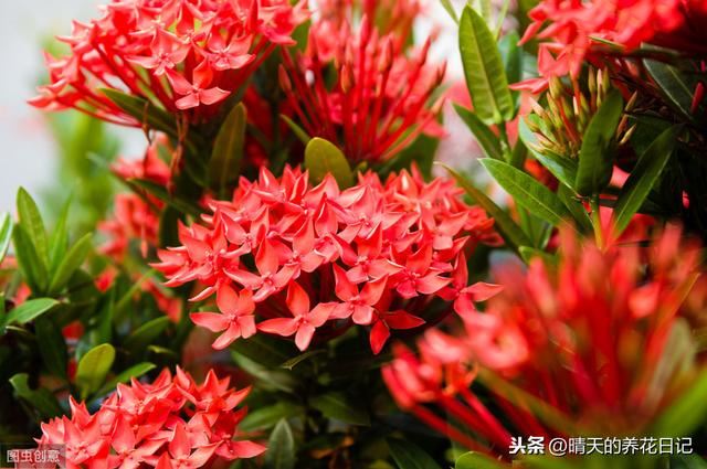 错把龙船花认成了绣球，买回家才发现，比绣球还好养