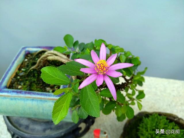 养不好睡莲，就养一盆睡莲木，好看好养，四季花开不断